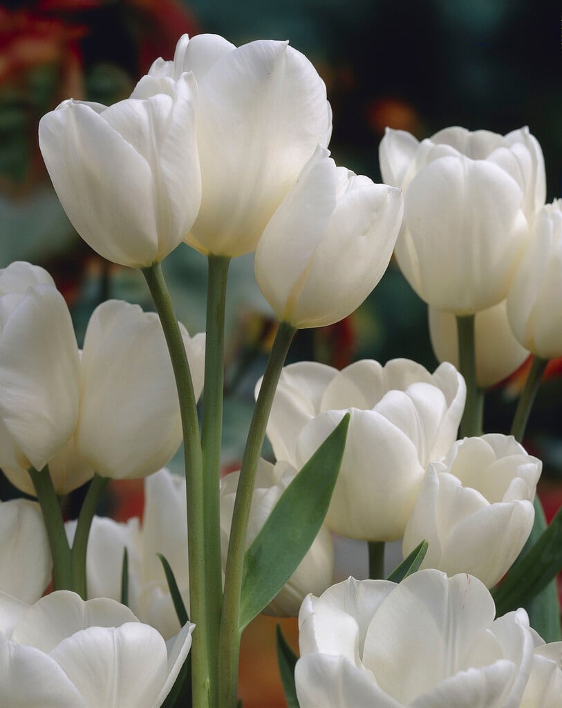 <i>Tulipa</i> 'White Bouquet' (5)