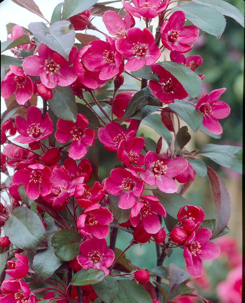 crab apple 'Liset'