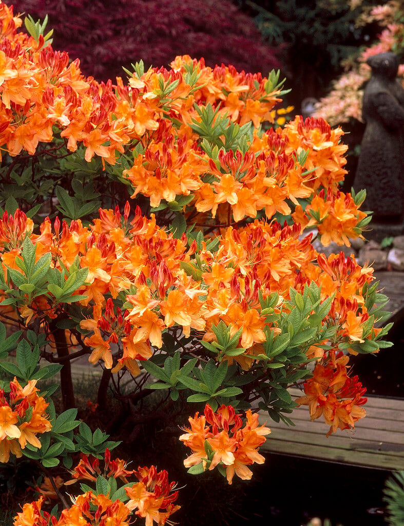 soft rhododendron