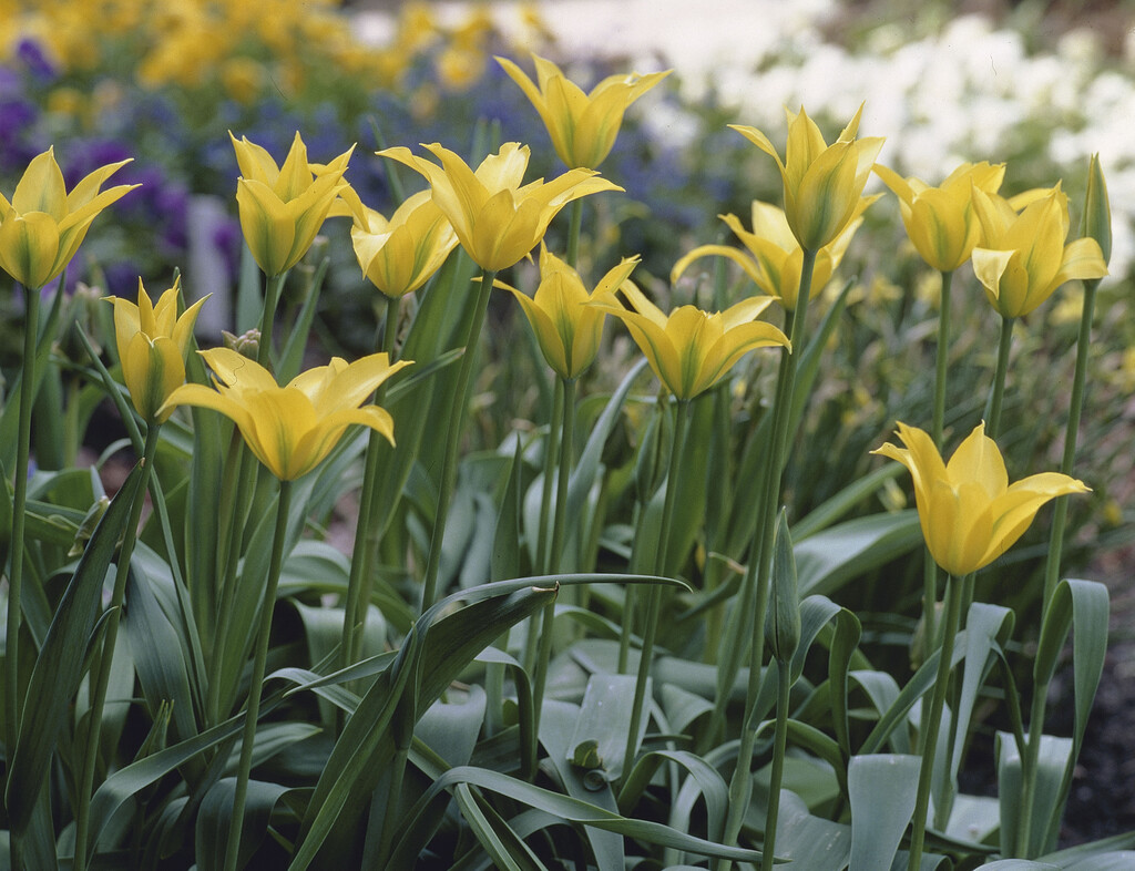 tulip 'Dancing Show'