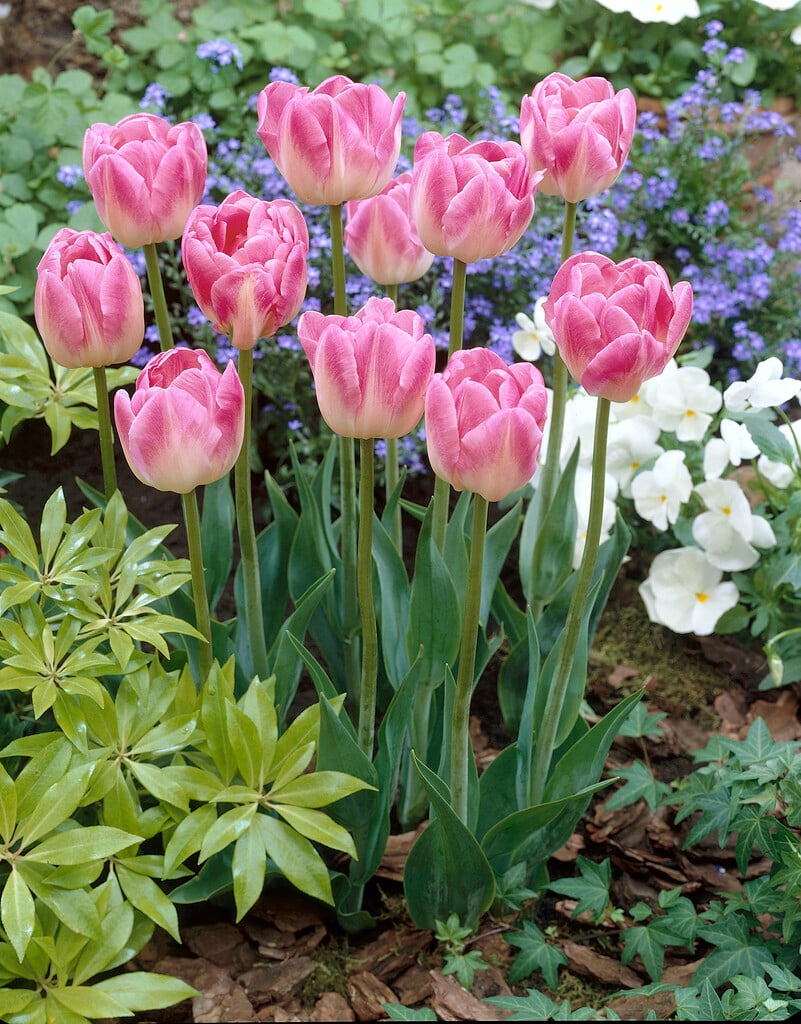 tulip 'Upstar'