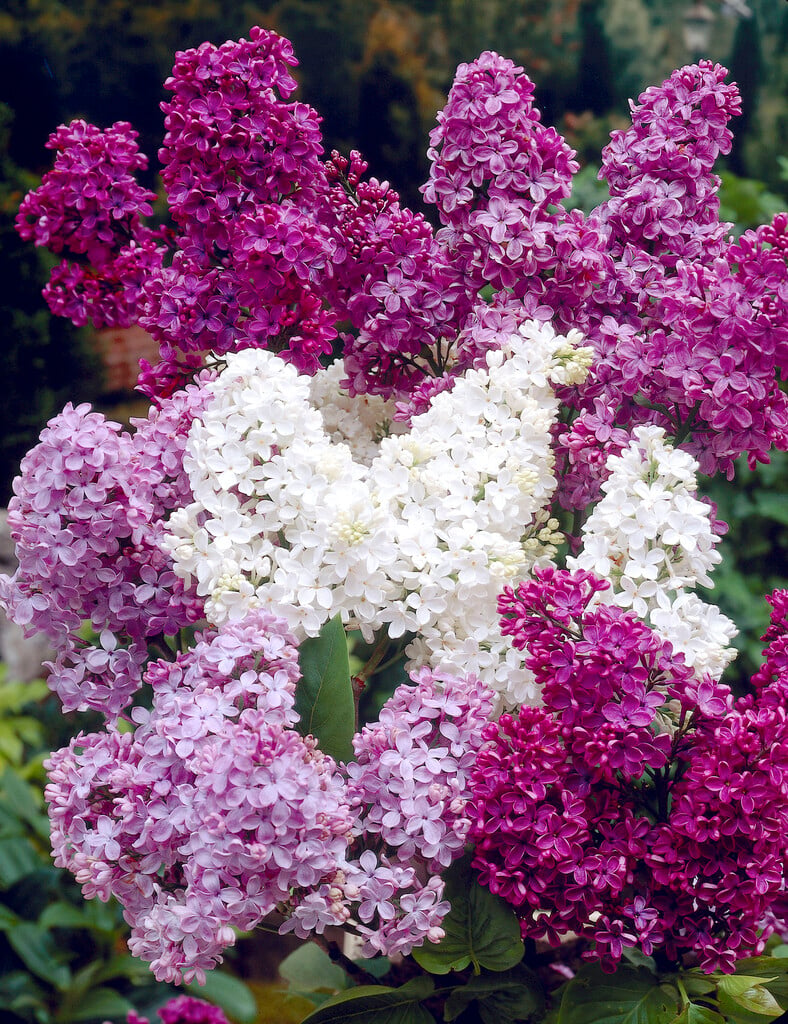 common lilac