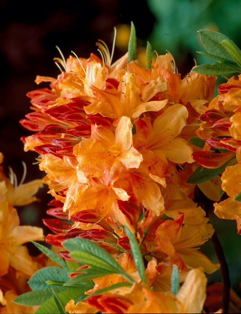 soft rhododendron