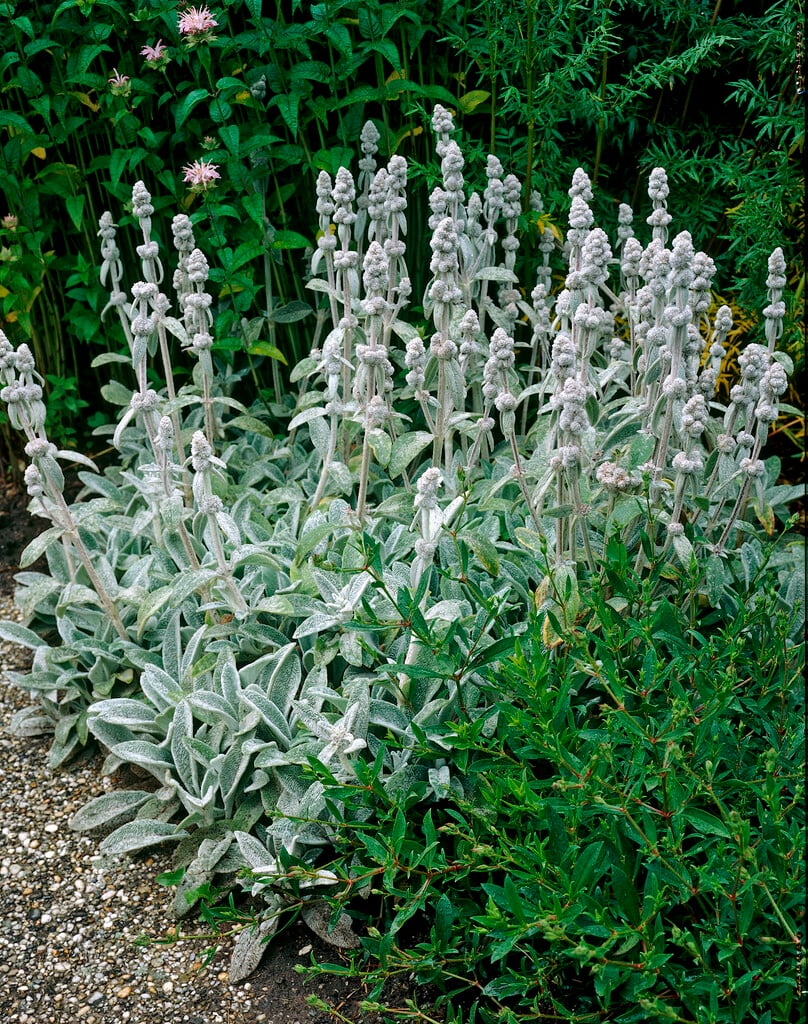 Stachys byzantina &Sheila McQueen& lamb&s ear &Cotton Boll& Herbaceous Perennial/RHS Gardening