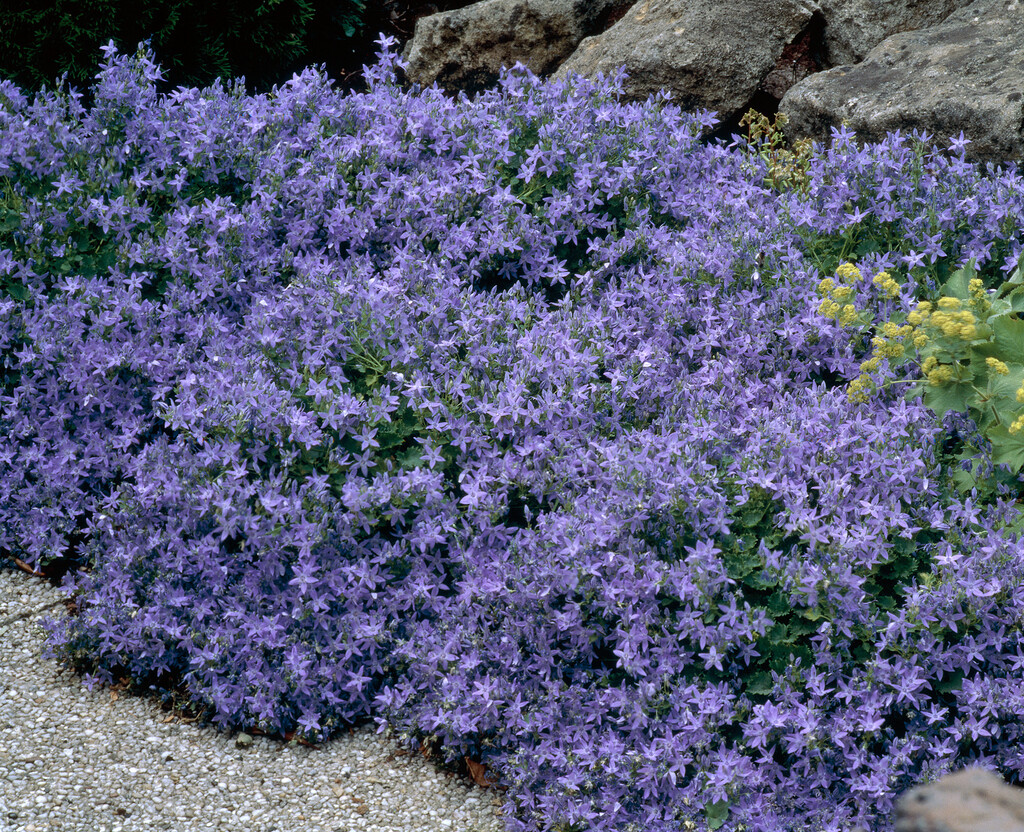 Campanula Poscharskyana Trailing Bellflower Alpine Rockery RHS Campanula Poscharskyana Trailing Bellflower Alpine Rockery RHS