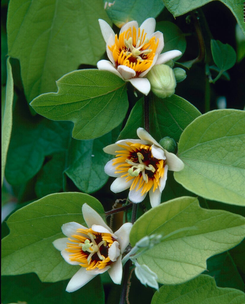<i>Passiflora</i> <i>holosericea</i>