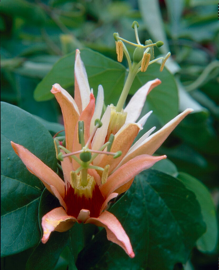 <i>Passiflora</i> <i>aurantia</i>