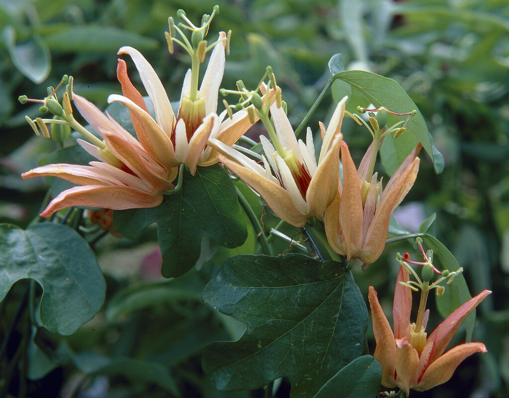 <i>Passiflora</i> <i>aurantia</i>