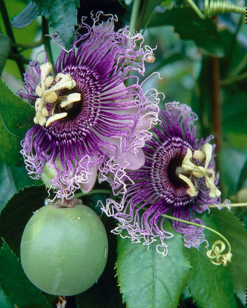 <i>Passiflora</i> 'Byron Beauty'