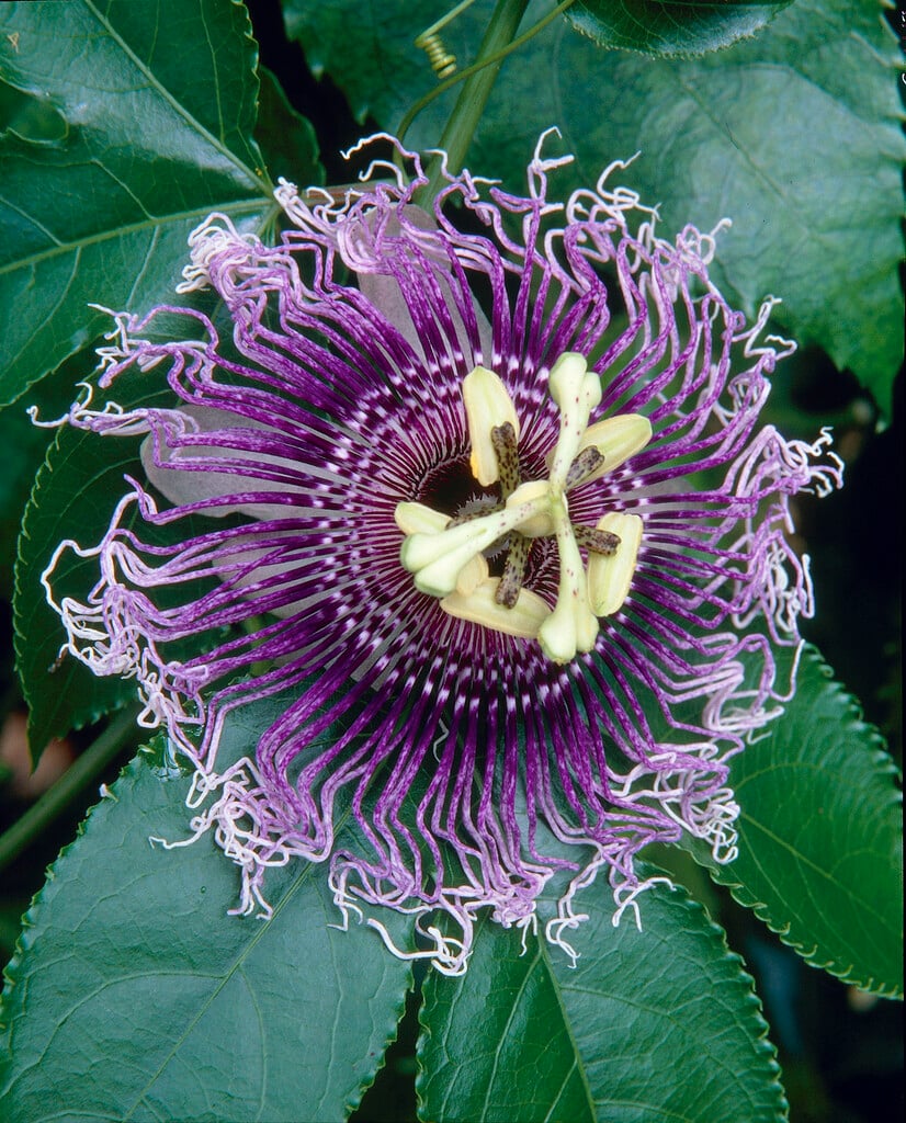 <i>Passiflora</i> 'Byron Beauty'