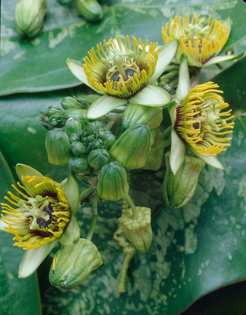 bat-leaf passion flower