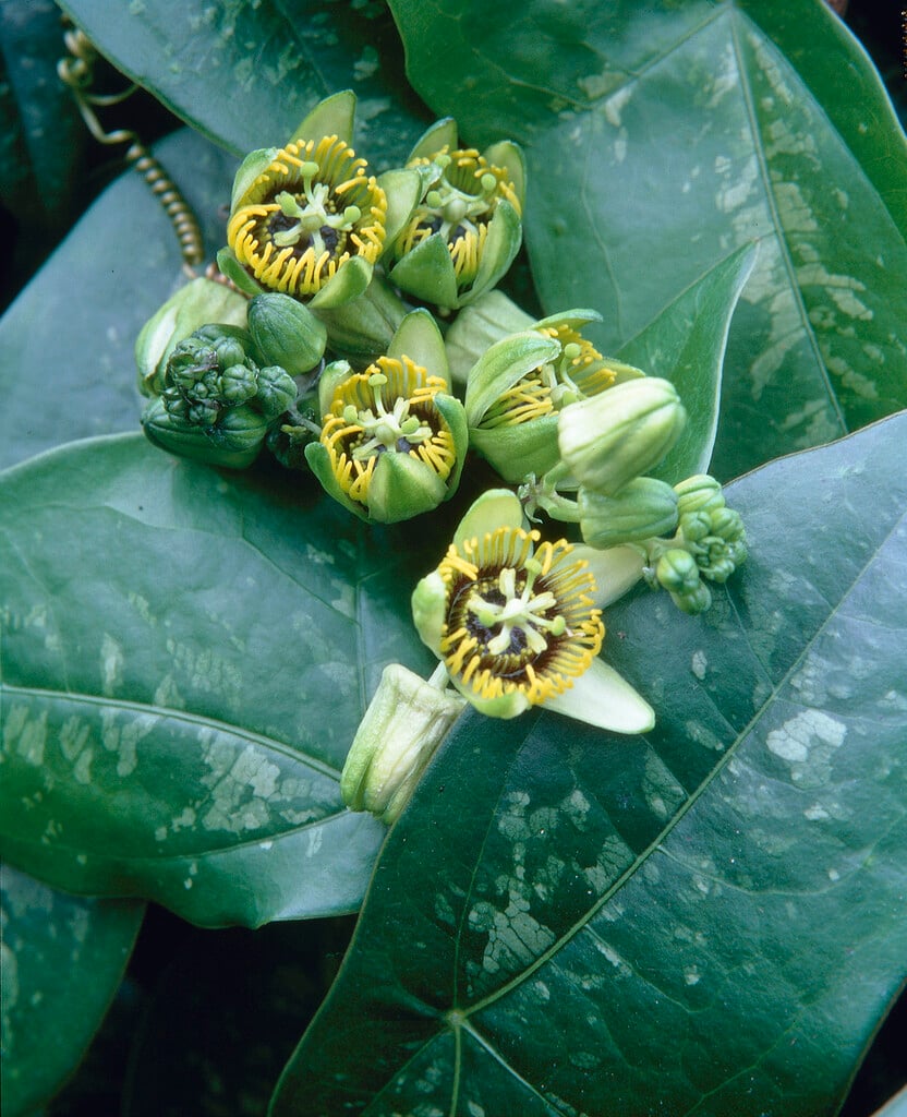 bat-leaf passion flower