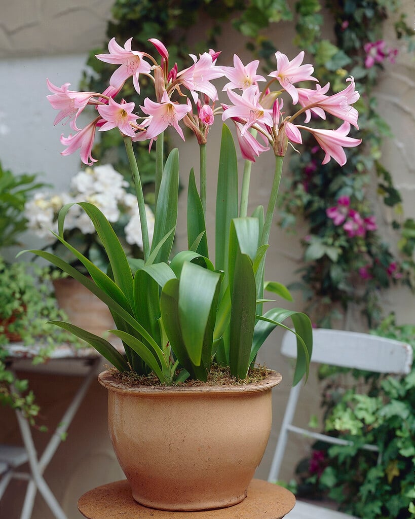 swamp lily