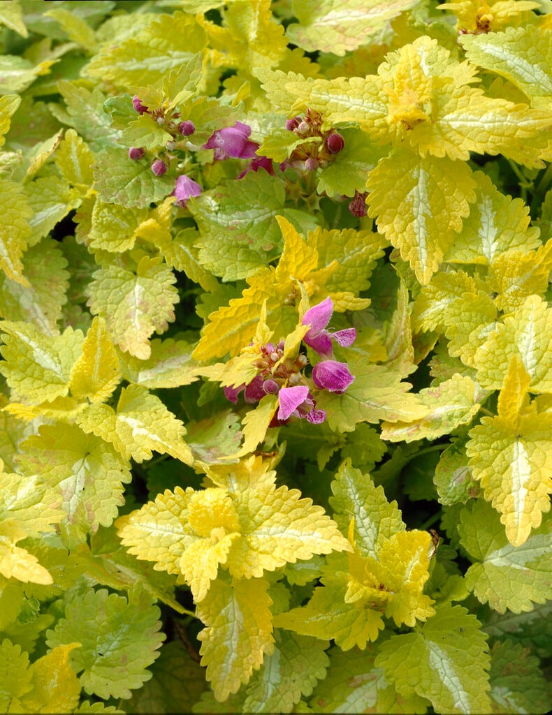 golden deadnettle