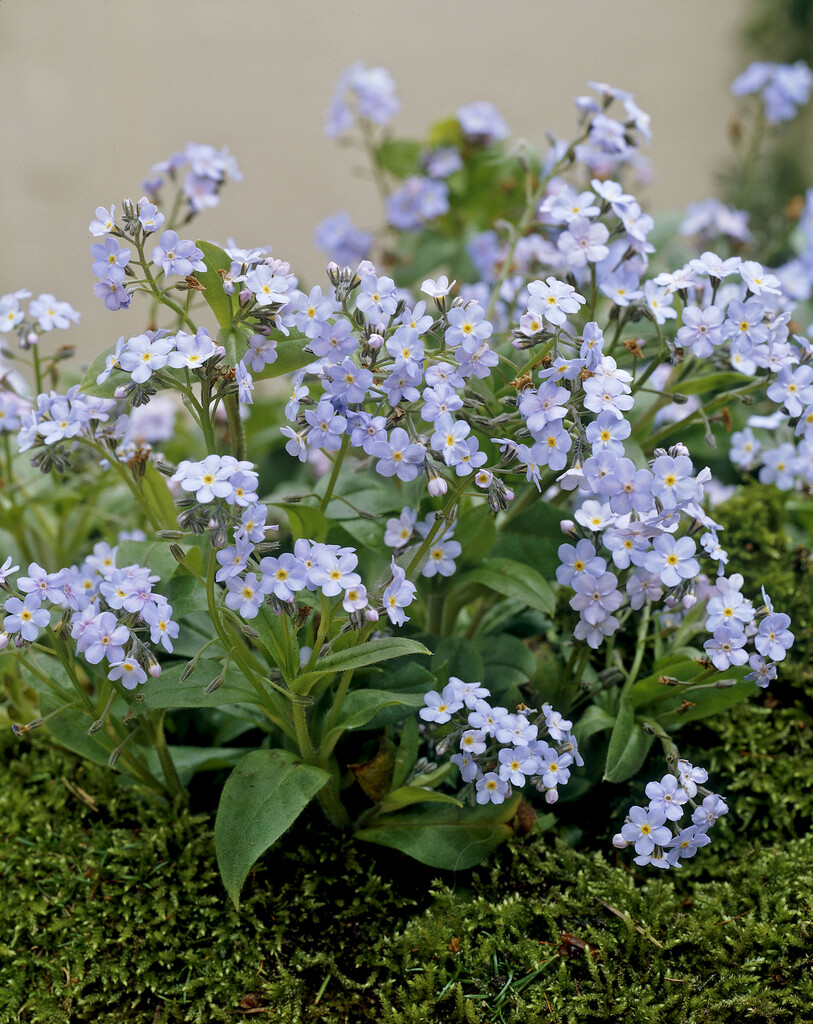 water forget-me-not