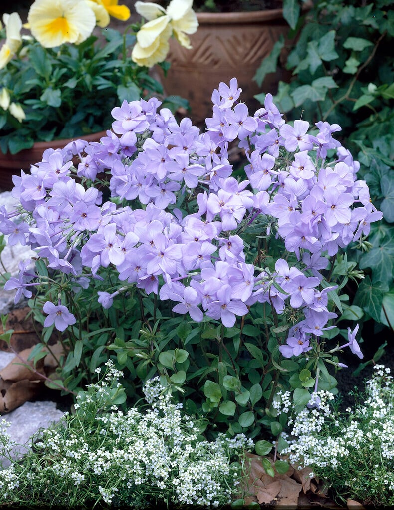 creeping phlox 'Blue Ridge'
