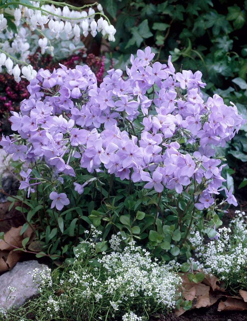 creeping phlox 'Blue Ridge'