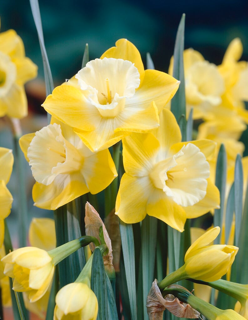 daffodil 'Intrigue'