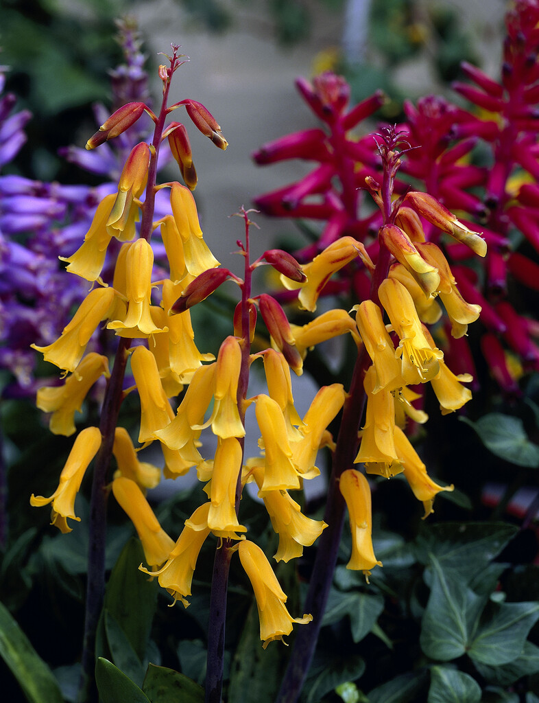 Cape cowslip 'Nelsonii'