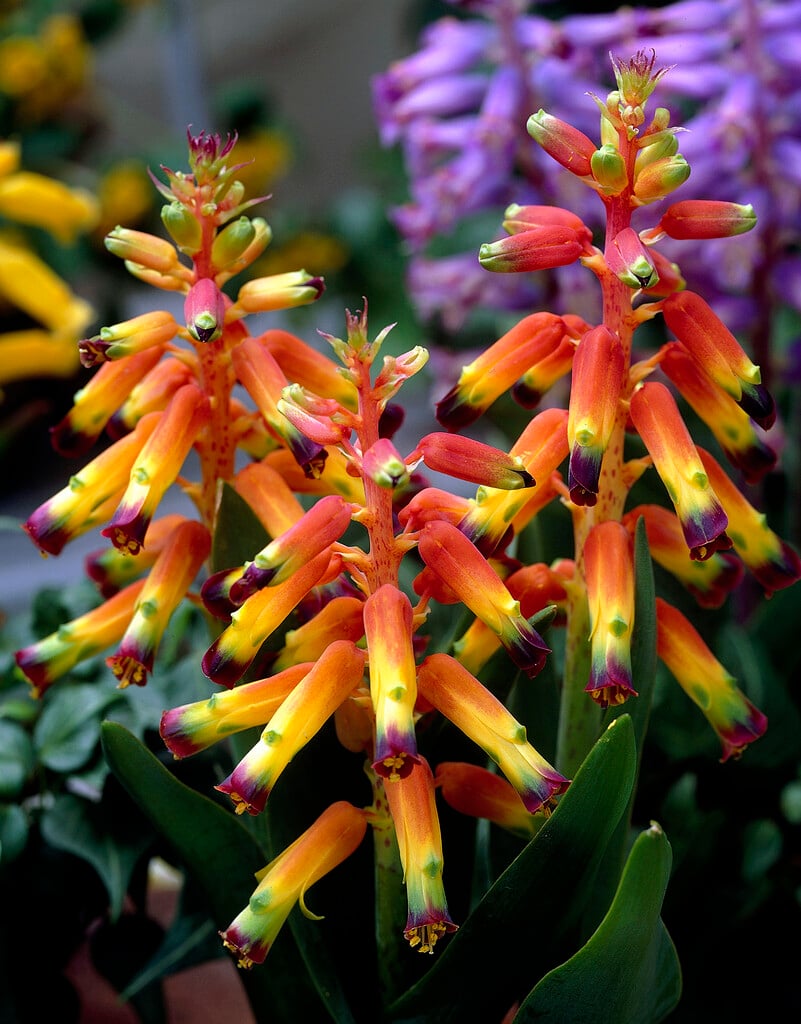 Cape cowslip 'Pearsonii'