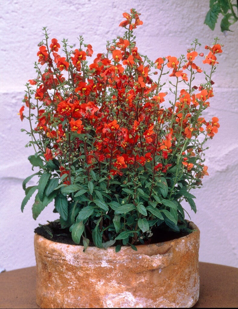 mask flower