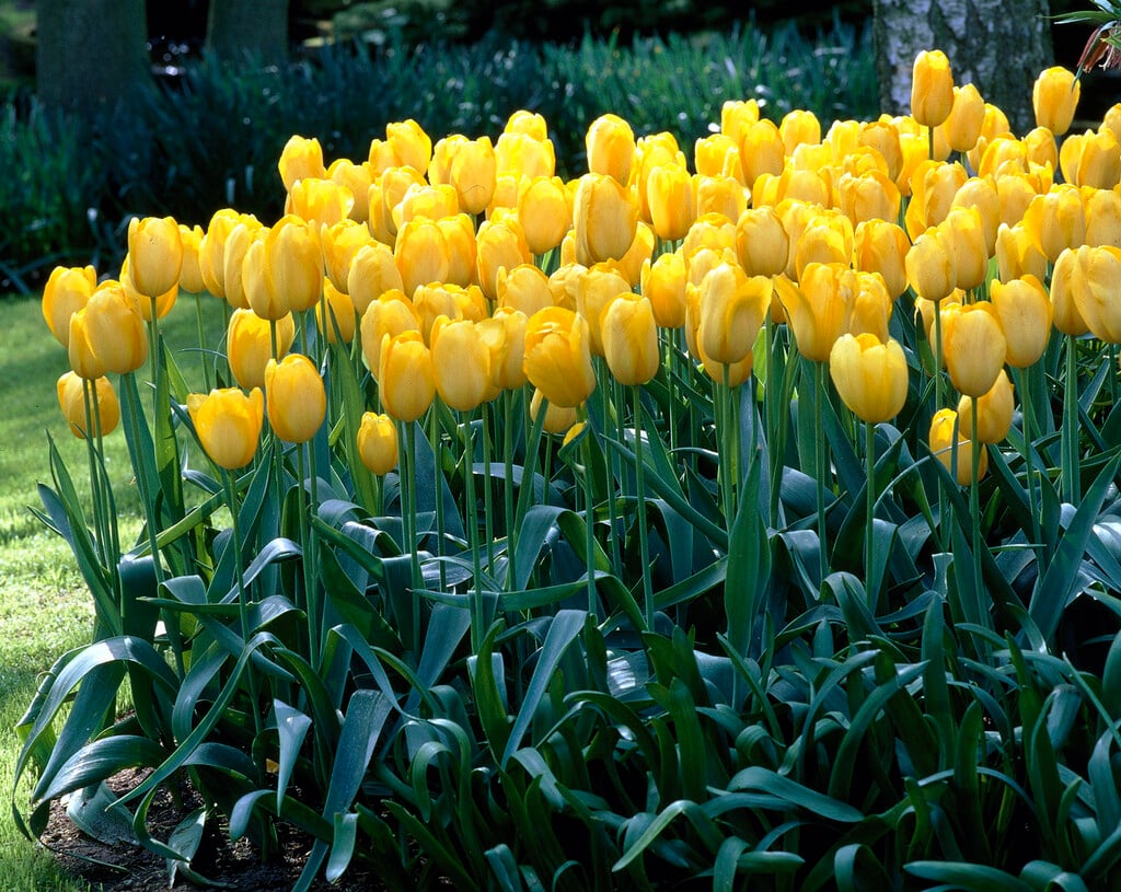 tulip 'Jewel of Spring'