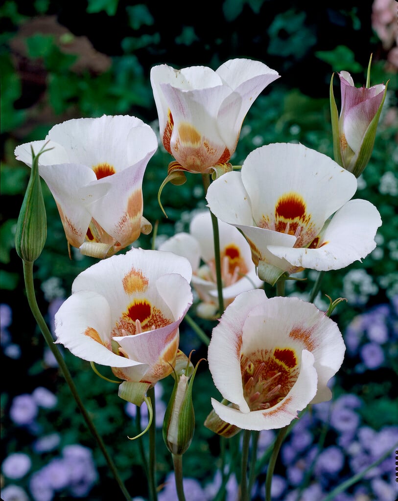 elegant-flowered Mariposa lily