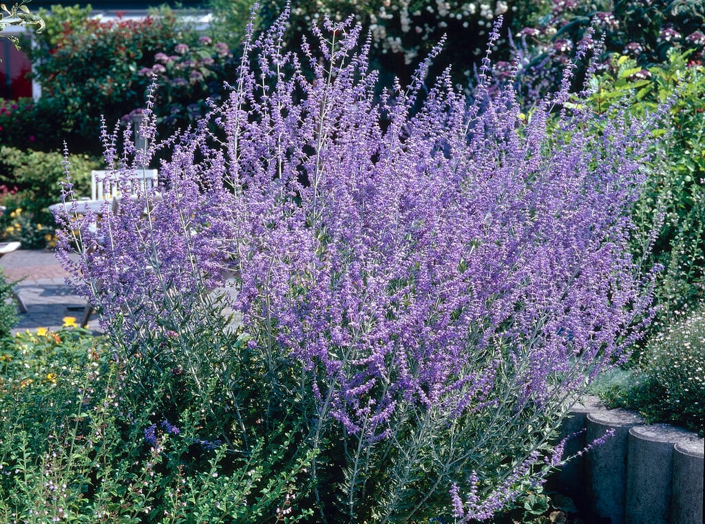 perovskia 'Blue Spire'
