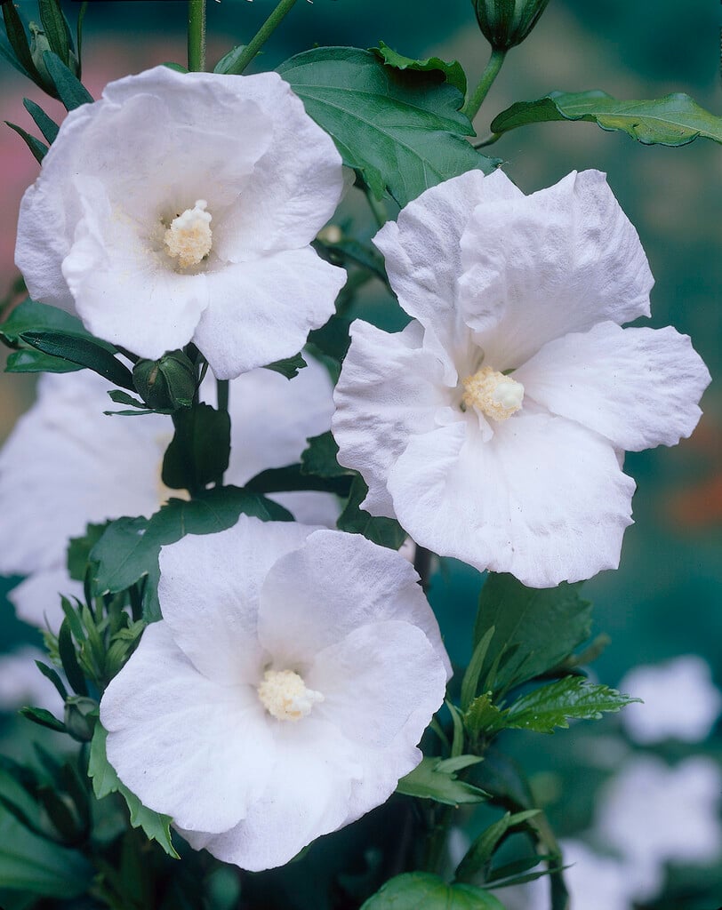 rose of Sharon 'Totus Albus'