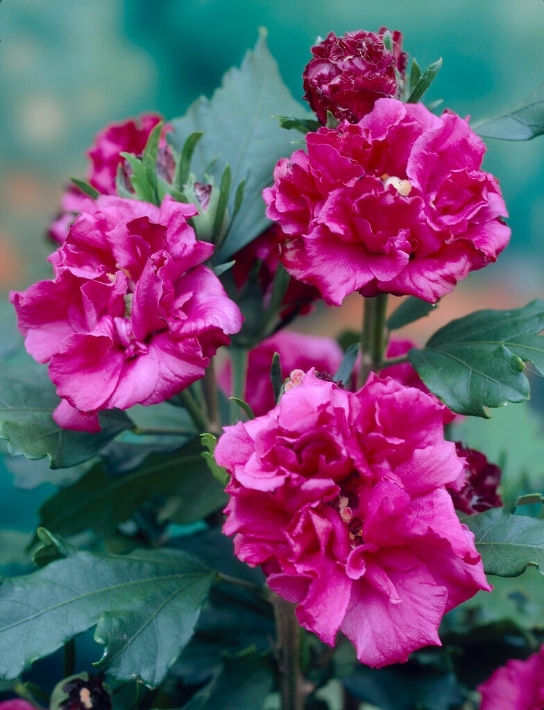 <i>Hibiscus</i> <i>syriacus</i> 'Boule de Feu' (d)