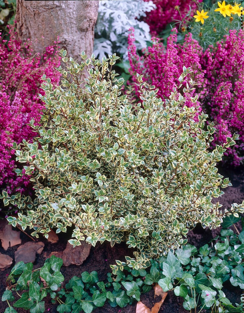 temu 'Glanleam Gold'
