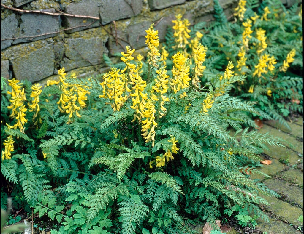 fern-leaved corydalis