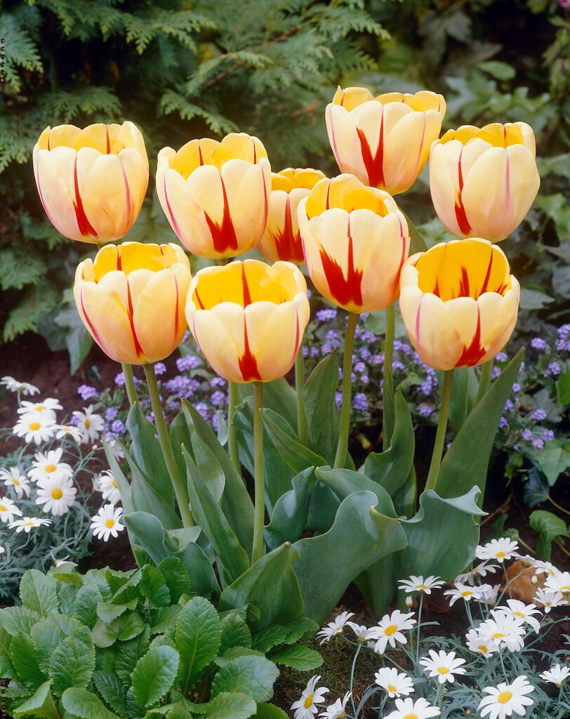 tulip 'Burning Heart'