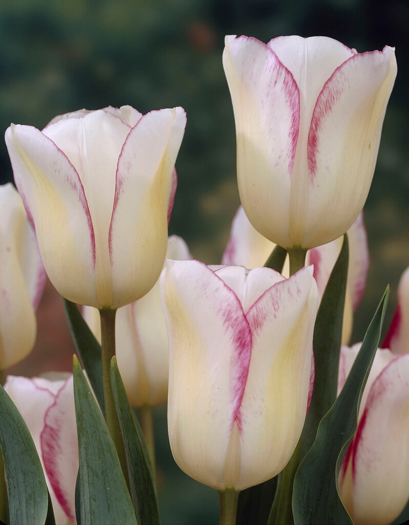 tulip 'Blushing Girl'