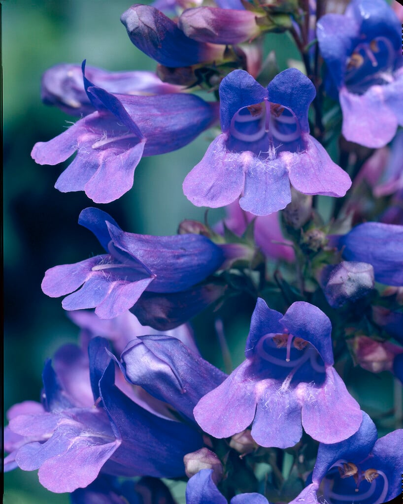 penstemon 'Heavenly Blue'