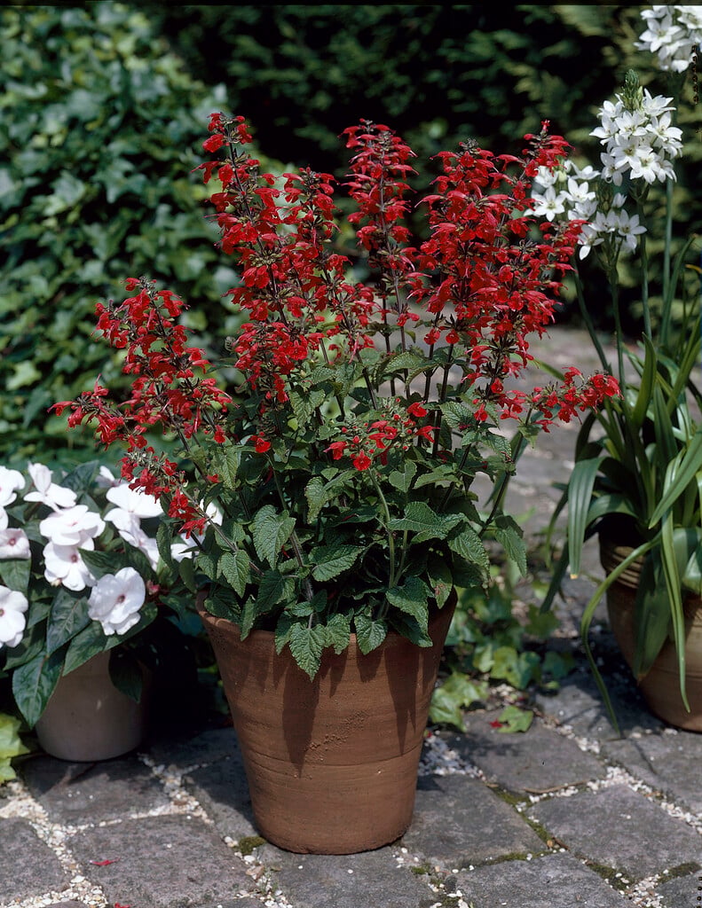 scarlet sage 'Lady in Red'