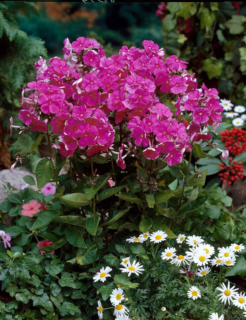 perennial phlox 'Tenor'