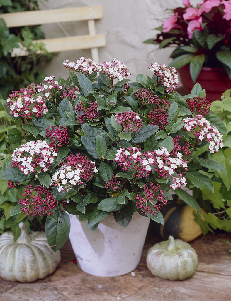laurustinus 'Gwenllian'