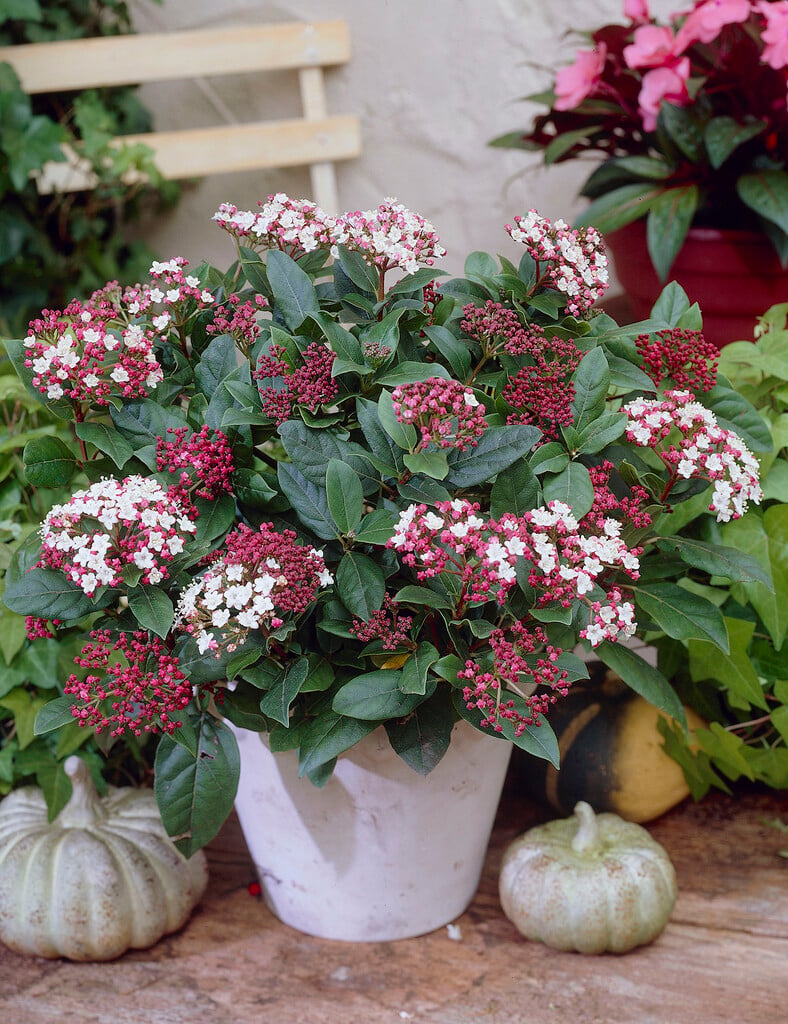 laurustinus 'Gwenllian'