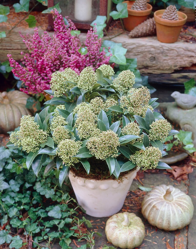 Japanese skimmia 'Marlot'