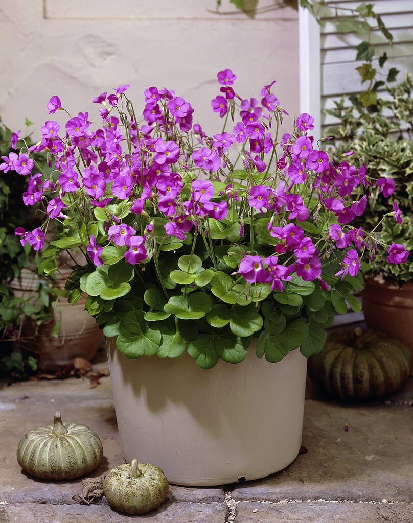 <i>Oxalis</i> <i>bowiei</i> 'Amarantha'