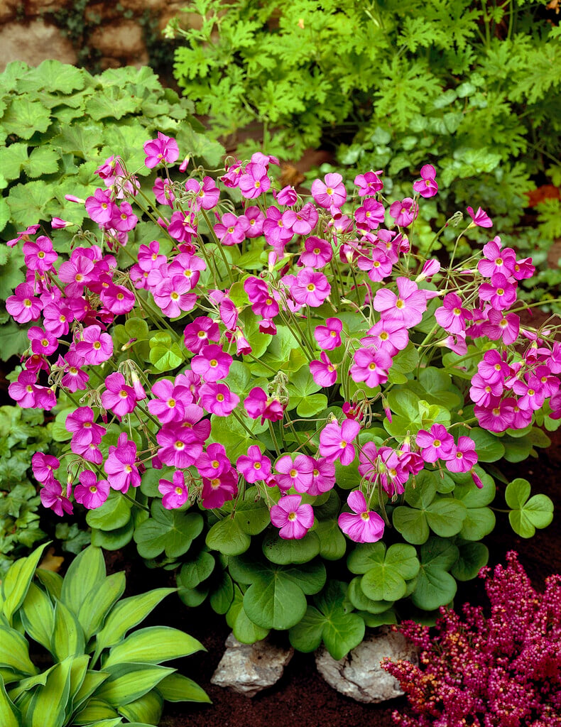 <i>Oxalis</i> <i>bowiei</i> 'Amarantha'