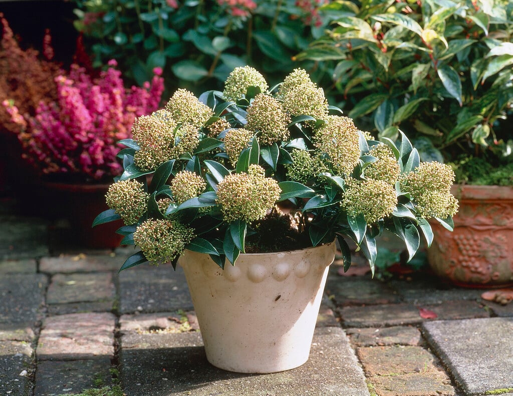 Japanese skimmia 'Marlot'