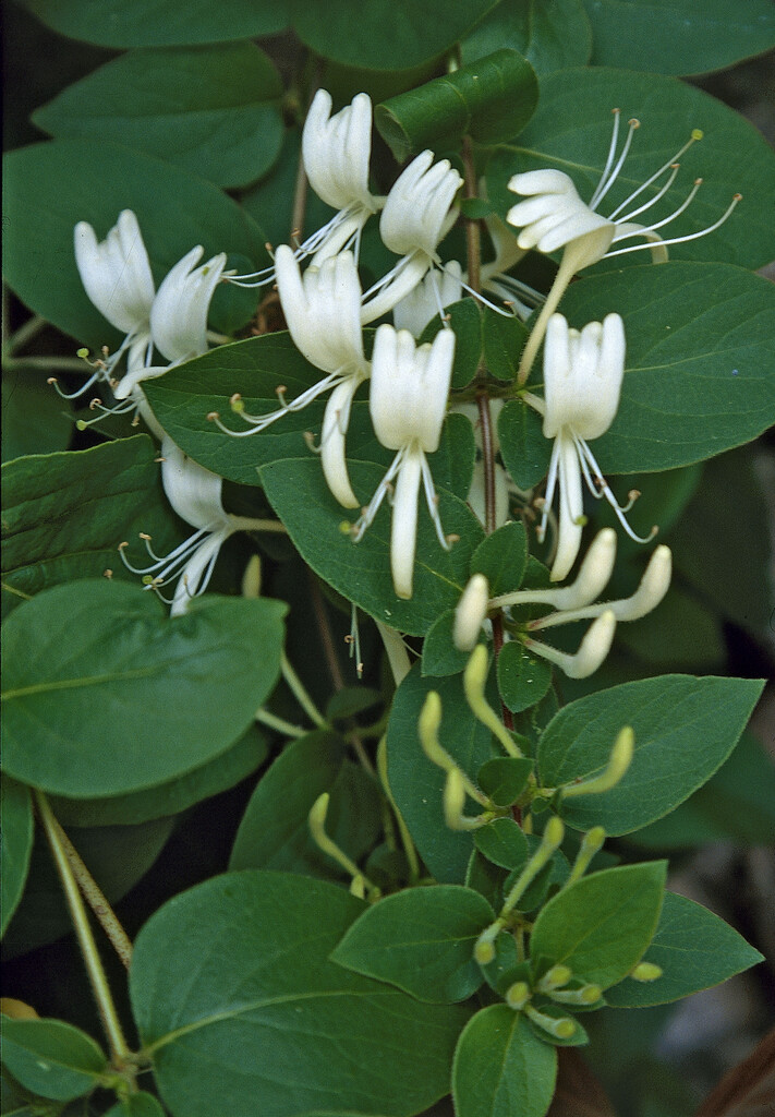 Japanese honeysuckle