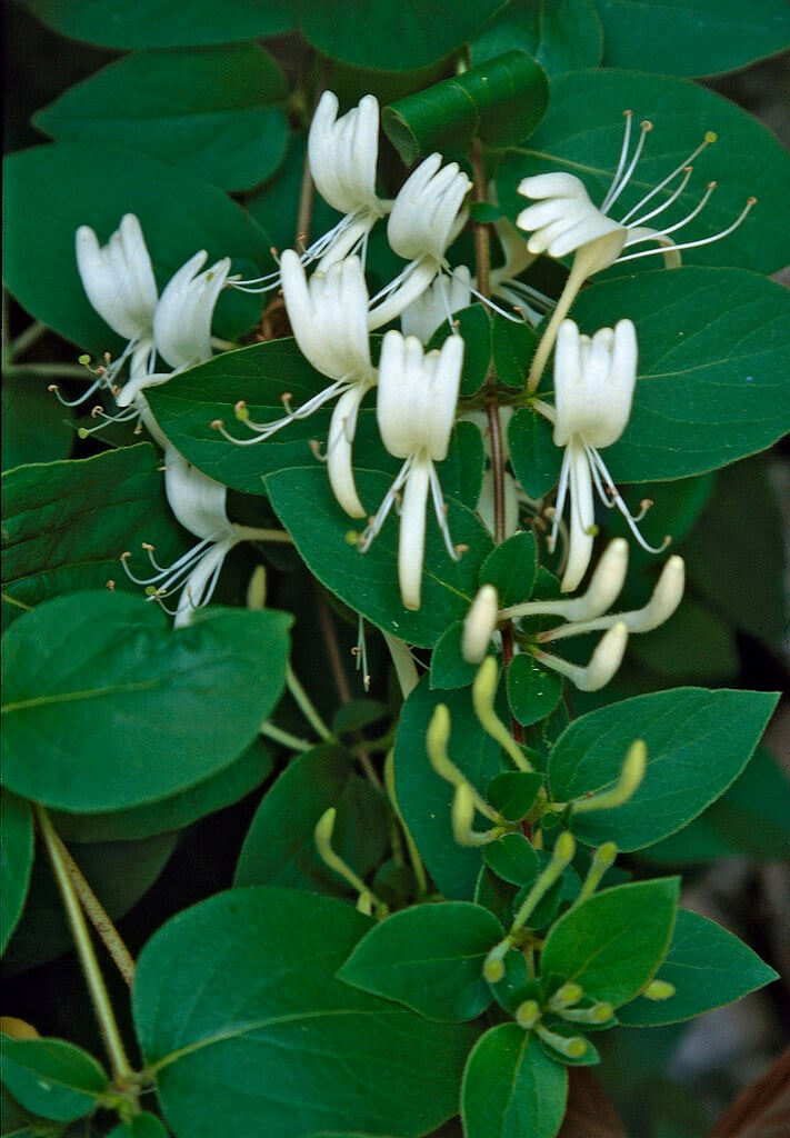 Japanese honeysuckle