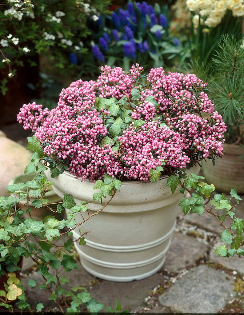 <em>Andromeda</em> <em>polifolia</em> 'Nikko'