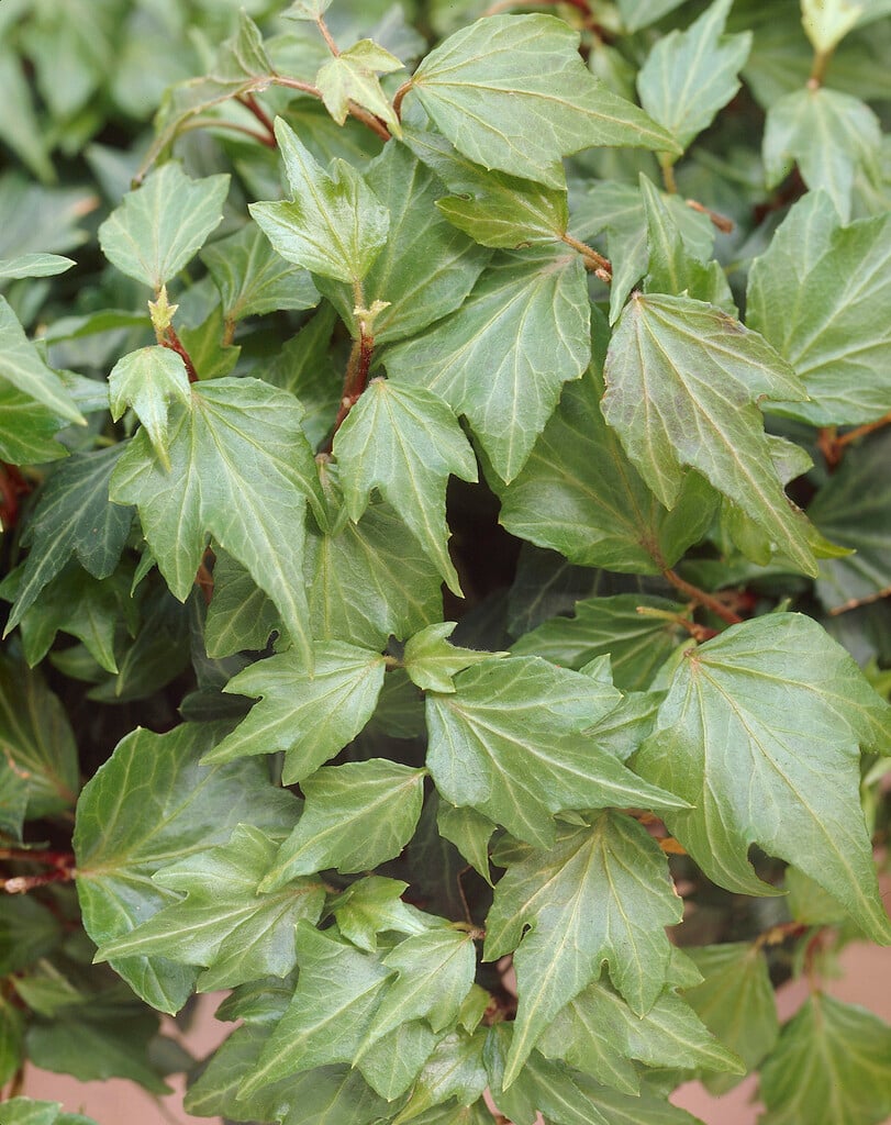 <i>Hedera</i> <i>helix</i> 'Jessica'