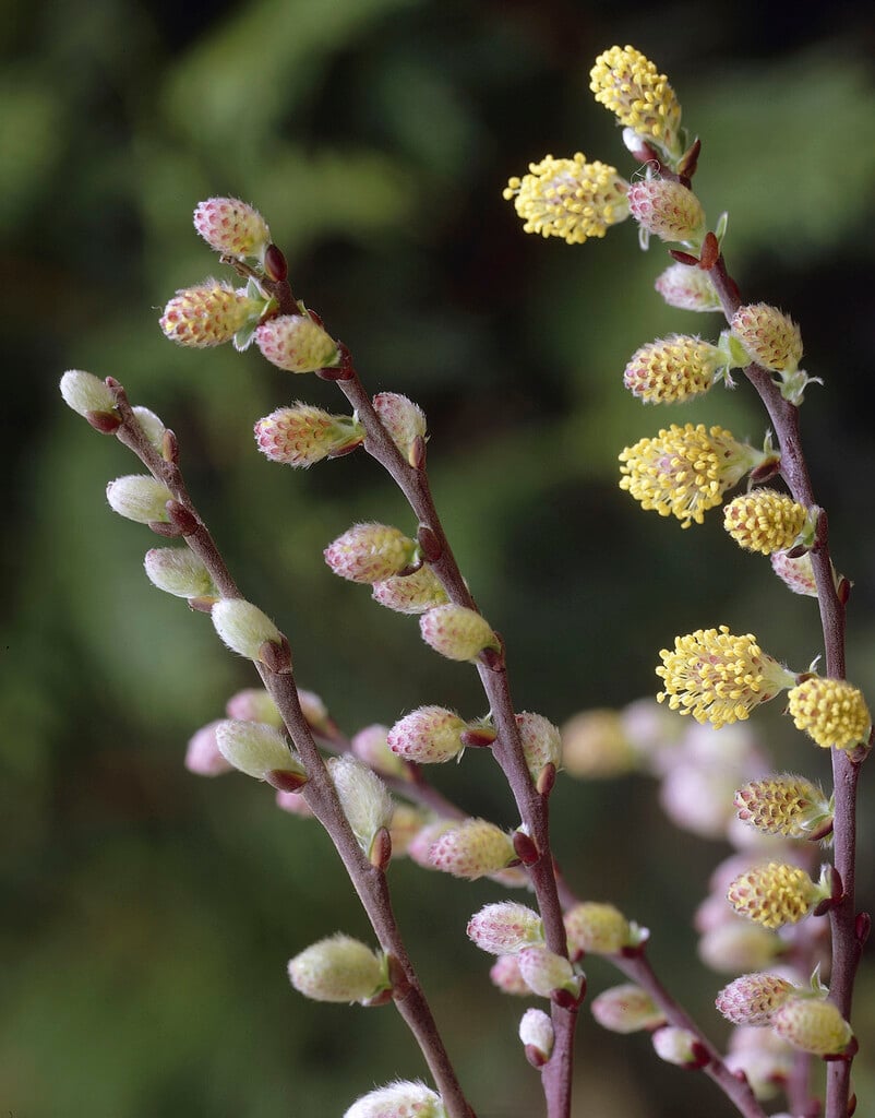 <em>Salix</em> <em>repens</em> 'Armando'