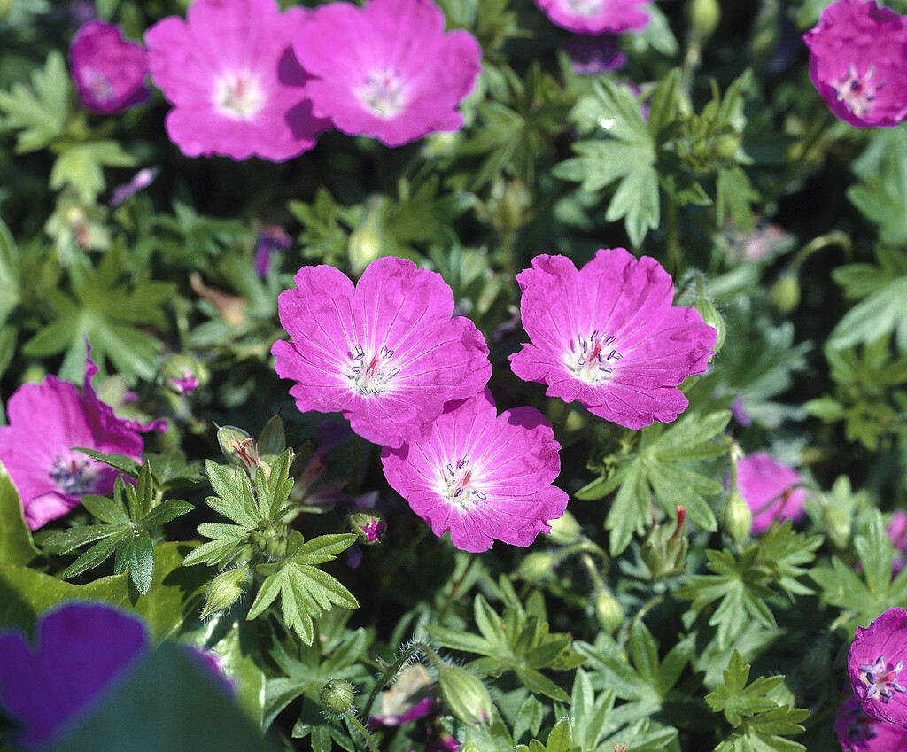 bloody cranesbill