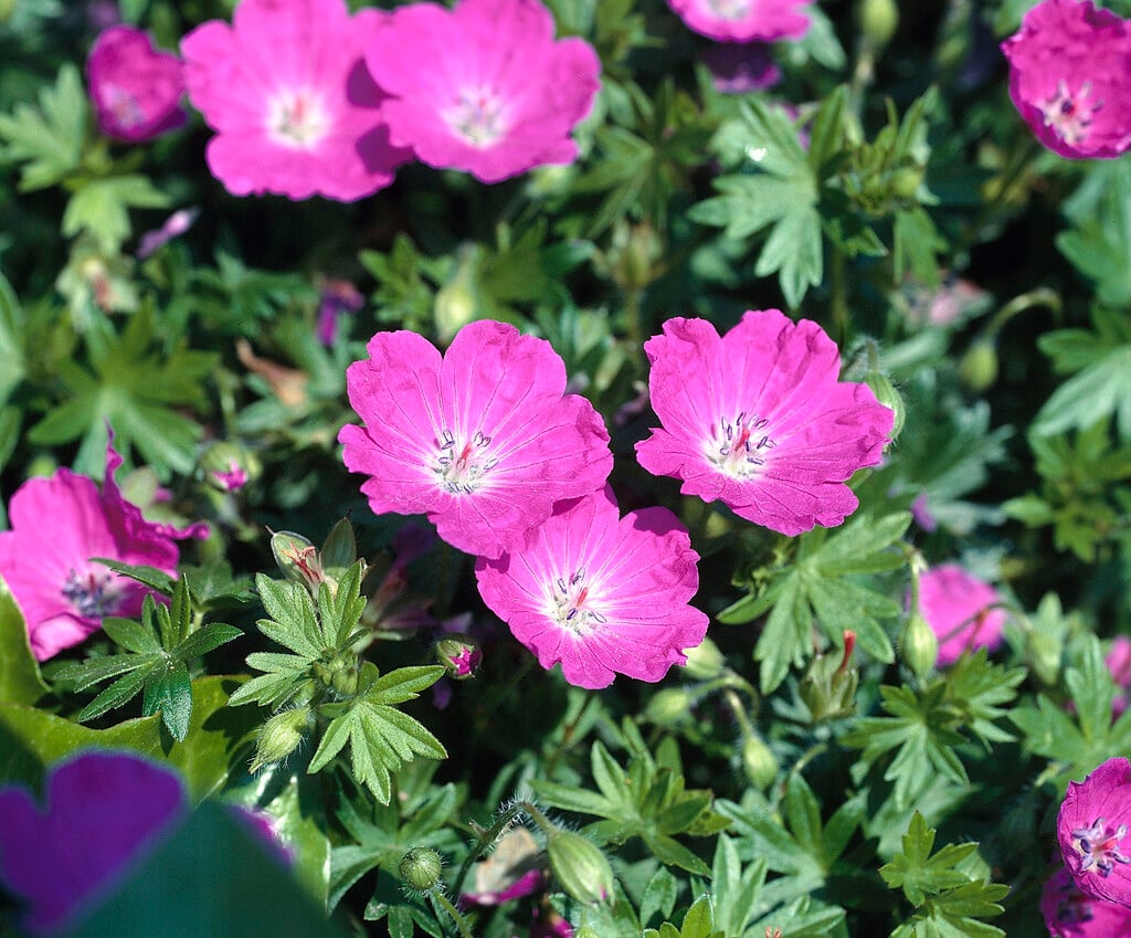 bloody cranesbill